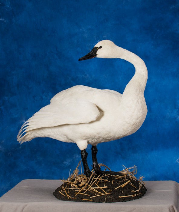 A gallery of bird mounts frozen in flight bird taxidermy